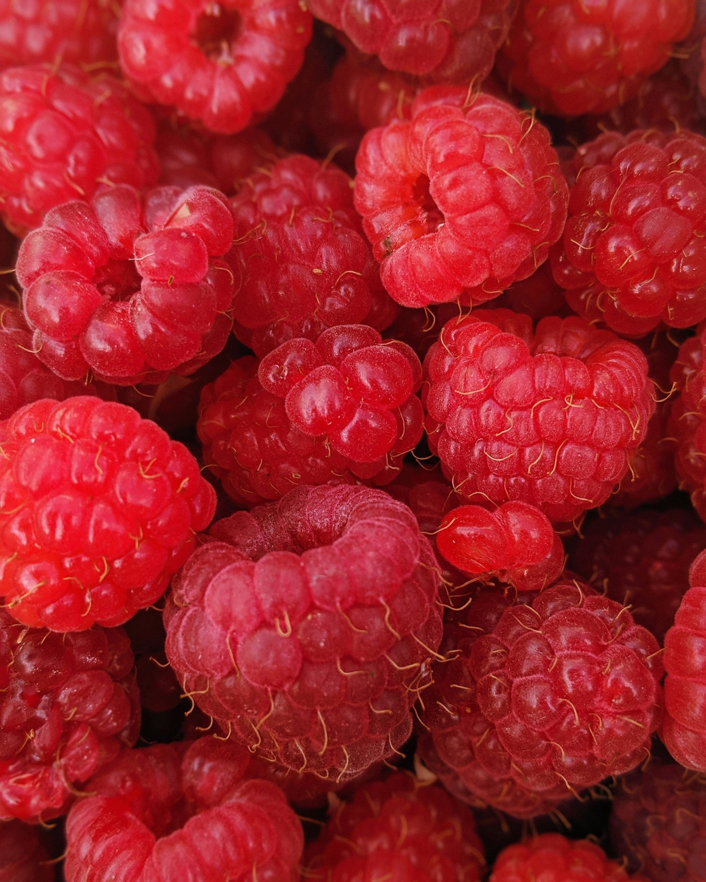 Poudre de Framboise-3